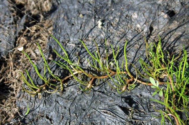 Pillwort (Pilularia globulifera)