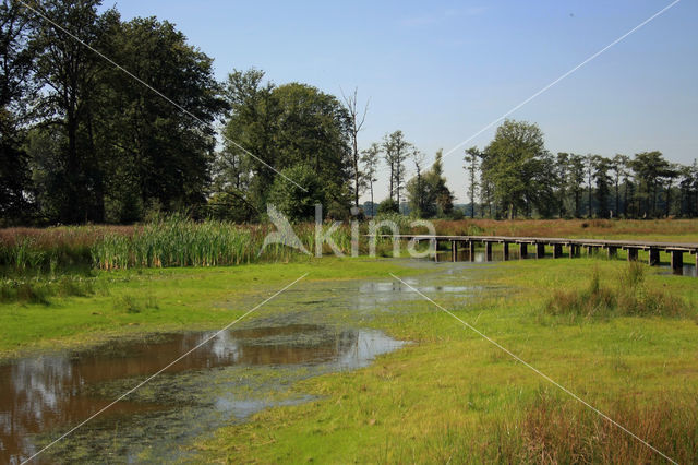 Pillwort (Pilularia globulifera)