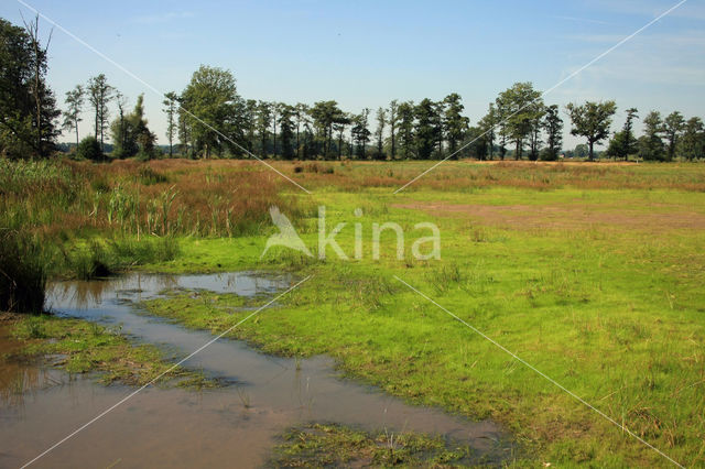 Pillwort (Pilularia globulifera)