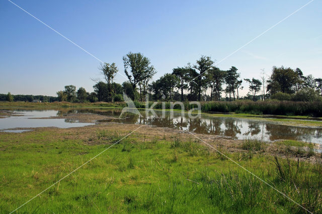 Pillwort (Pilularia globulifera)