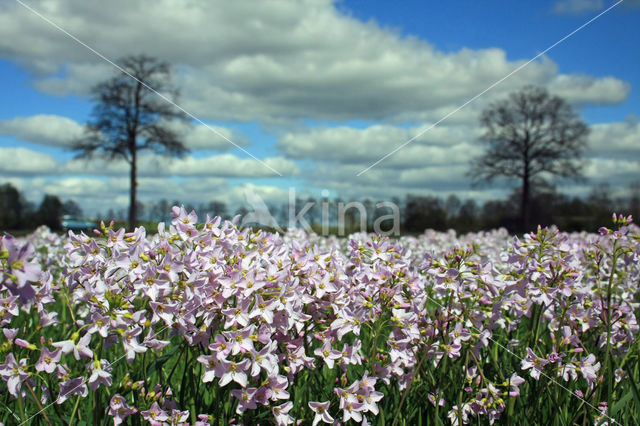 Pinksterbloem (Cardamine pratensis)