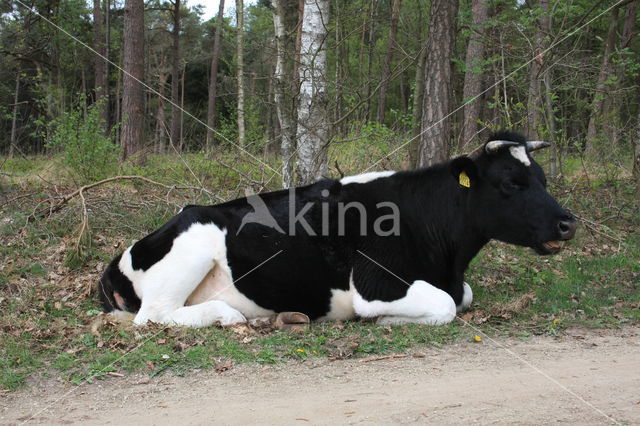 Cow (Bos domesticus)