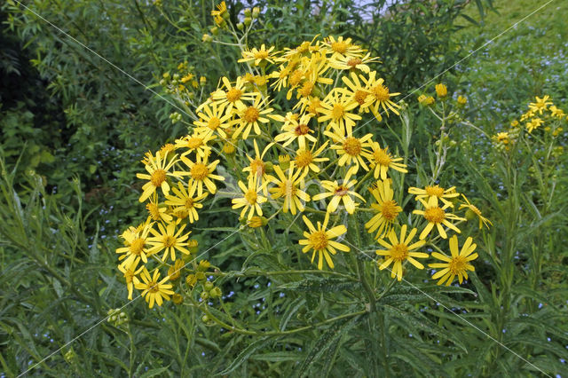 Broad-leaved Ragwort (Senecio fluviatilis)