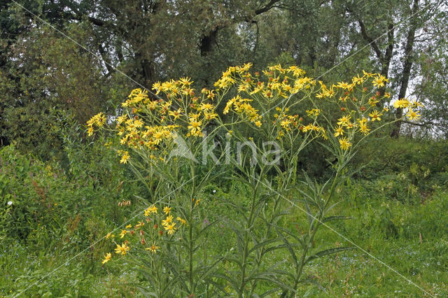 Broad-leaved Ragwort (Senecio fluviatilis)