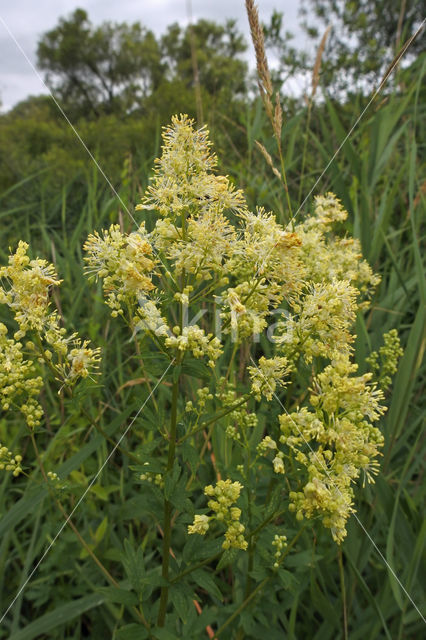 Poelruiter (Tringa stagnatilis)