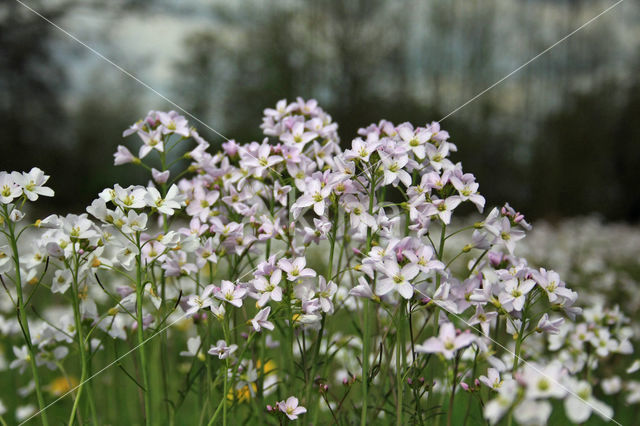 Pinksterbloem (Cardamine pratensis)