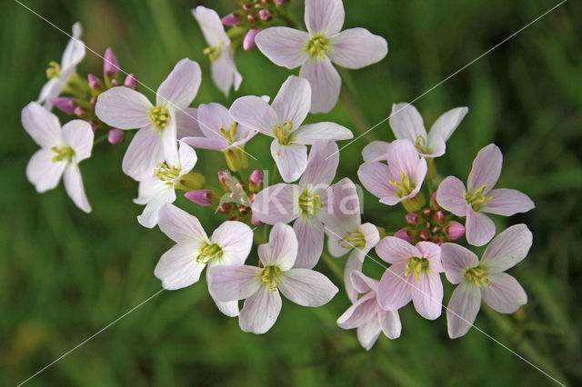 Pinksterbloem (Cardamine pratensis)