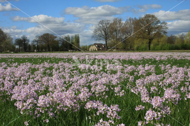 Pinksterbloem (Cardamine pratensis)