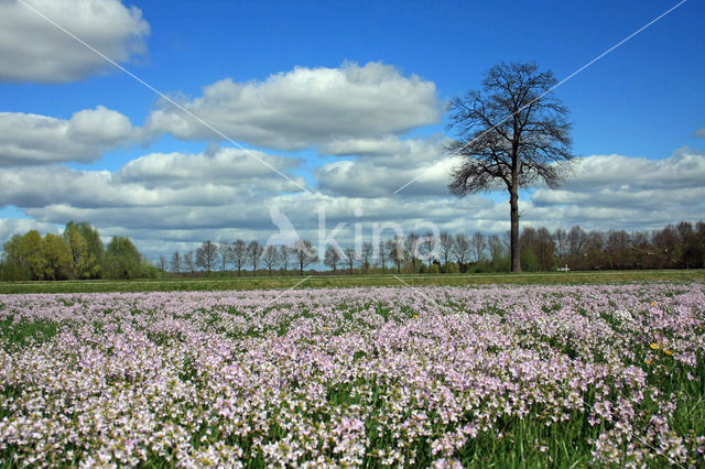 Pinksterbloem (Cardamine pratensis)