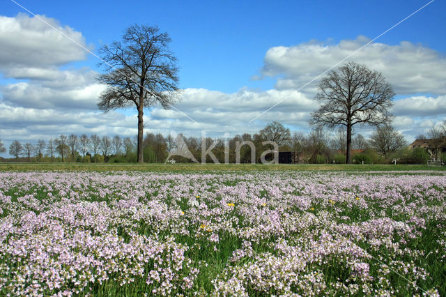 Pinksterbloem (Cardamine pratensis)