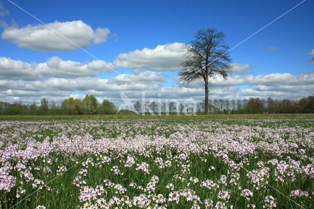 Pinksterbloem (Cardamine pratensis)