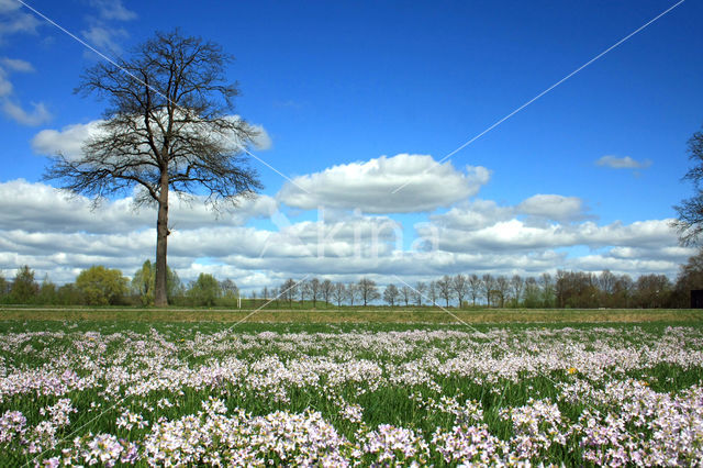 Pinksterbloem (Cardamine pratensis)