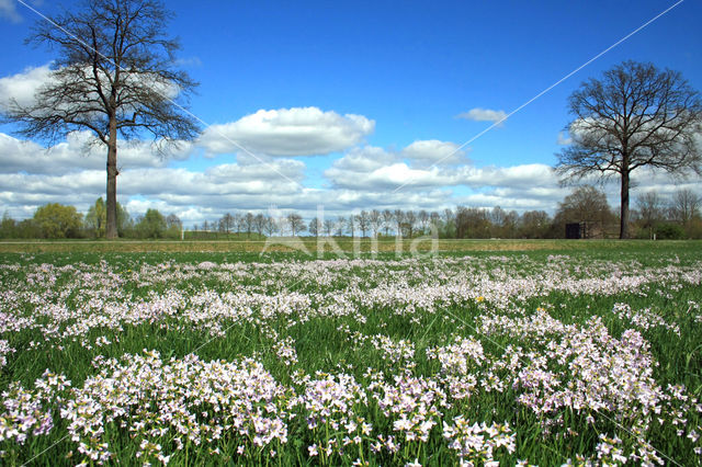 Pinksterbloem (Cardamine pratensis)