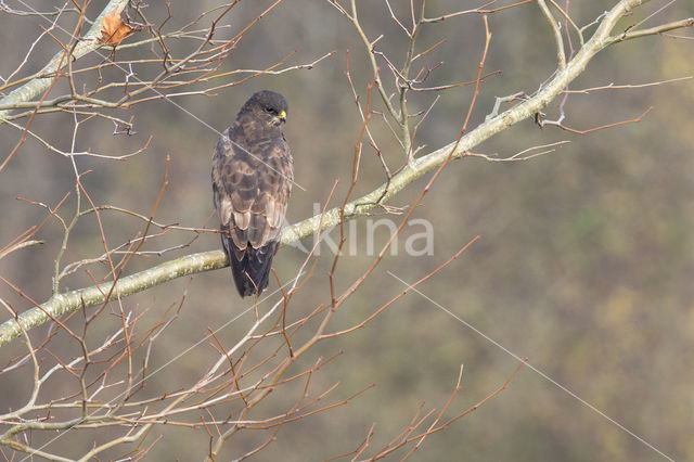 Common Buzzard (Buteo buteo)