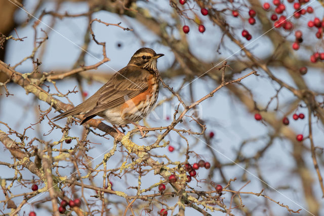 Koperwiek (Turdus iliacus)