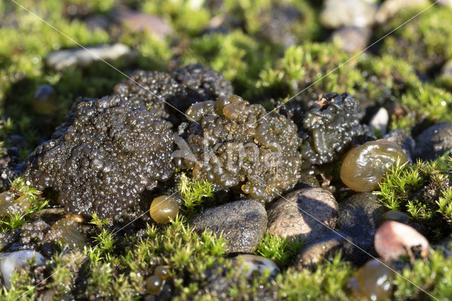 Lempholemma chalazanum