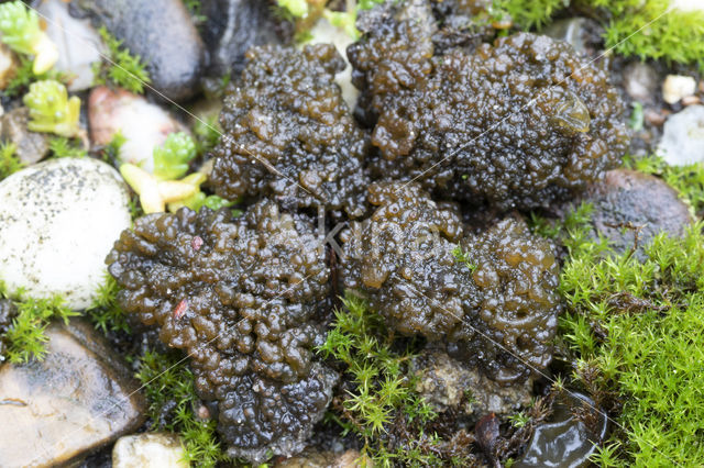 Lempholemma chalazanum
