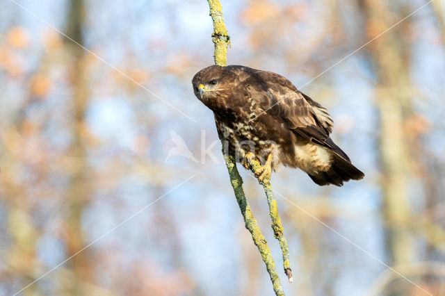 Common Buzzard (Buteo buteo)