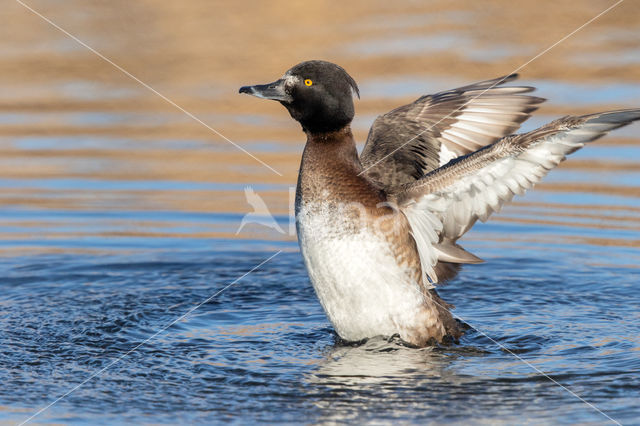 Tufted Duck (Aythya fuligula)