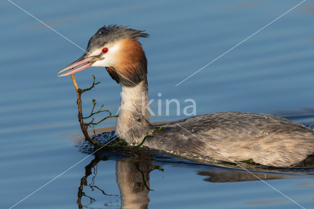 Great Crested Grebe (Podiceps cristatus)