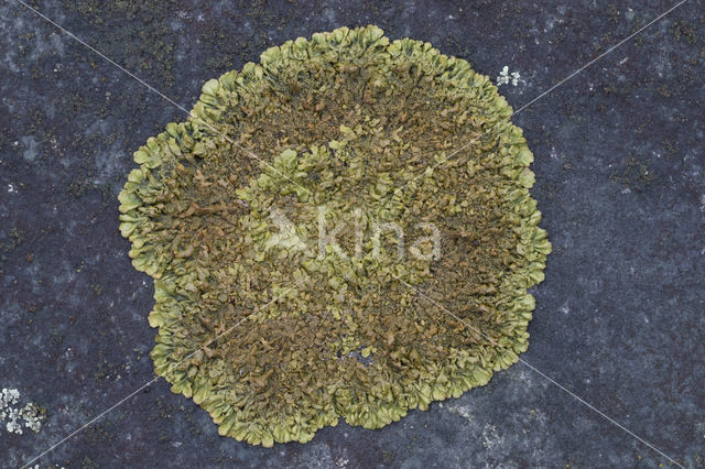 Wrattig schildmos (Neofuscelia verruculifera)