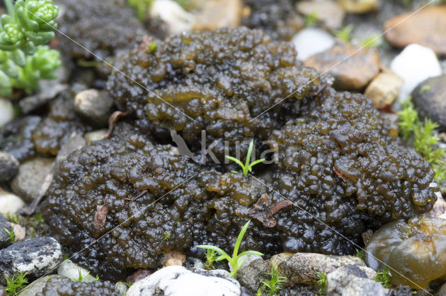 Lempholemma chalazanum