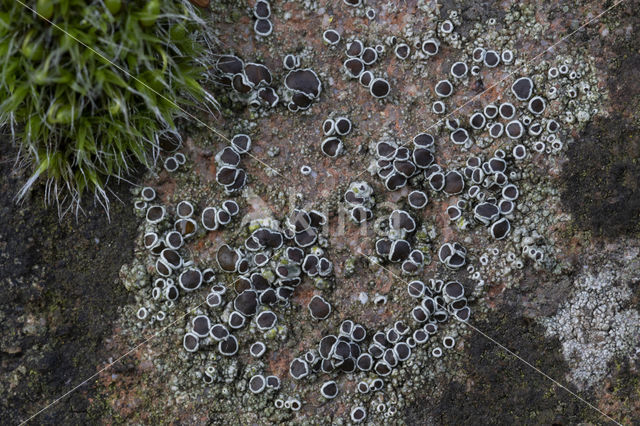 rim lichen (Lecanora horiza)