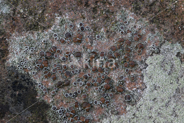 rim lichen (Lecanora horiza)