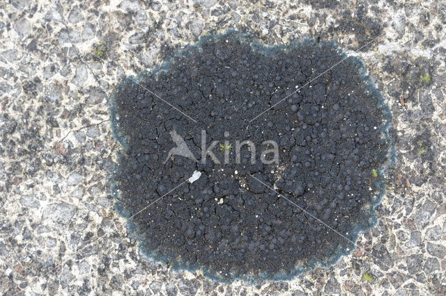 Ink lichen (Placynthium nigrum)