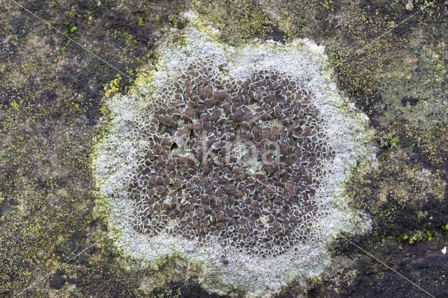 Kastanjebruine schotelkorst (Lecanora campestris)