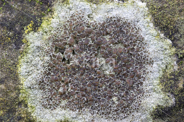 Kastanjebruine schotelkorst (Lecanora campestris)