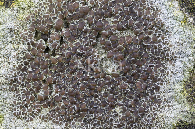 rim lichen (Lecanora campestris)