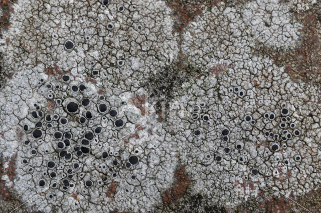 Chiseled sunken disk lichen (Aspicilia contorta)