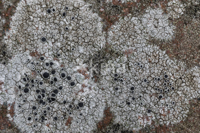 Chiseled sunken disk lichen (Aspicilia contorta)