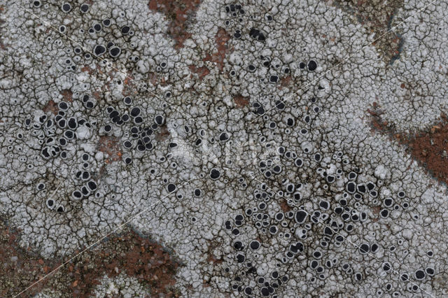 Chiseled sunken disk lichen (Aspicilia contorta)