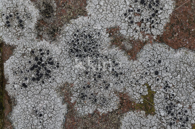 Chiseled sunken disk lichen (Aspicilia contorta)