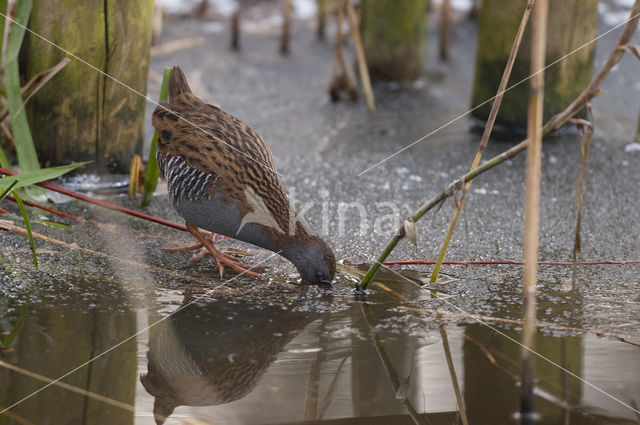 Waterrail (Rallus aquaticus)