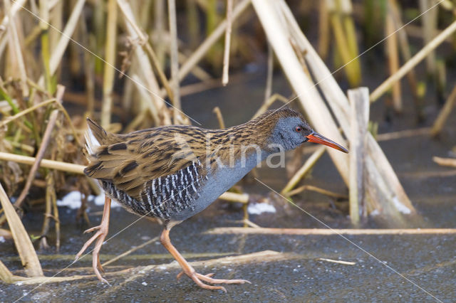 Waterral (Rallus aquaticus)