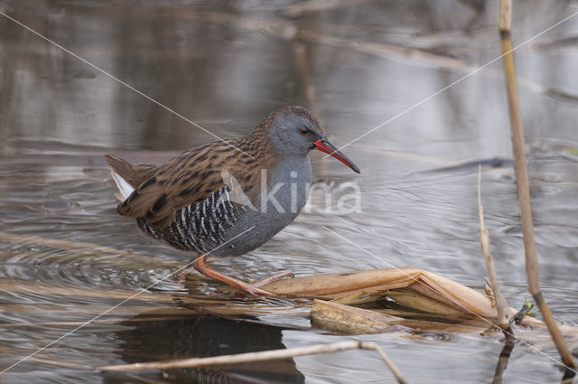 Waterrail (Rallus aquaticus)