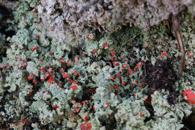 Turflucifer (Cladonia incrassata)