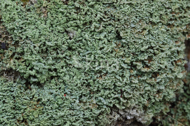 Powder-foot British soldiers (Cladonia incrassata)