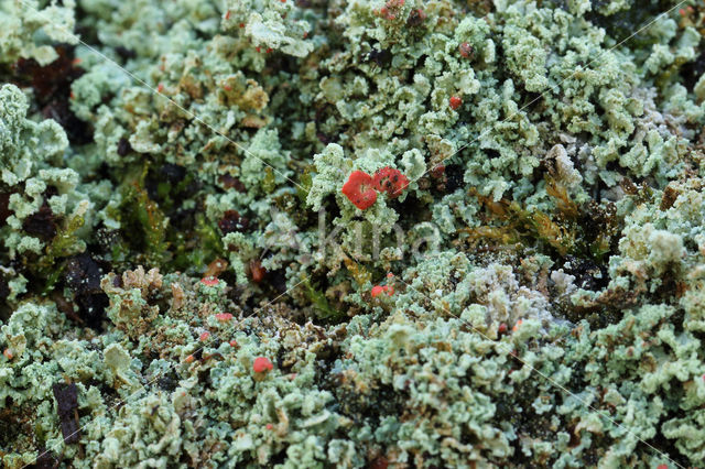 Powder-foot British soldiers (Cladonia incrassata)