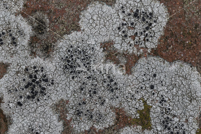 Chiseled sunken disk lichen (Aspicilia contorta)