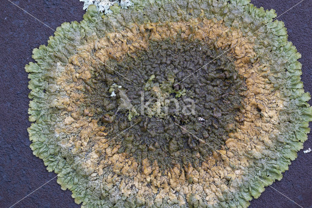 Neofuscelia verruculifera