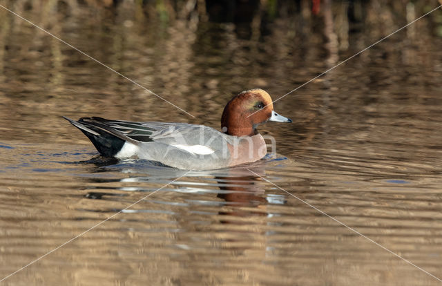 Wigeon (Anas penelope)