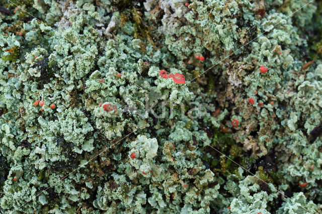 Powder-foot British soldiers (Cladonia incrassata)