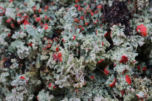 Turflucifer (Cladonia incrassata)