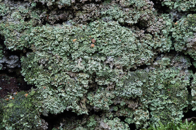 Powder-foot British soldiers (Cladonia incrassata)