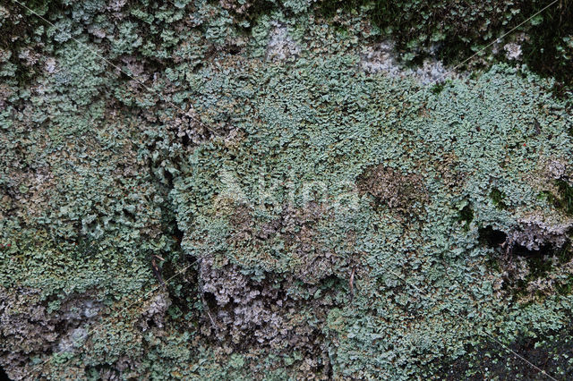 Powder-foot British soldiers (Cladonia incrassata)