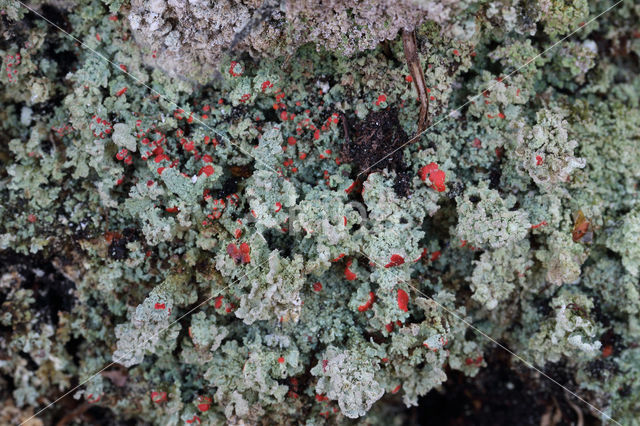 Powder-foot British soldiers (Cladonia incrassata)